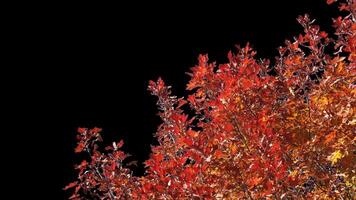 Autumn tree leaves with transparent background swaying with a light wind Autumn landscape. Isolated tree. video
