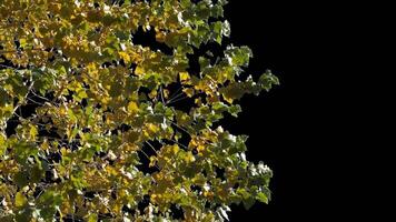 Autumn tree leaves with transparent background swaying with a light wind Autumn landscape. Isolated tree. video