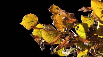 Autumn tree leaves with transparent background swaying with a light wind Autumn landscape. Isolated tree. video