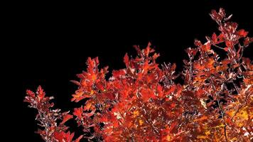 Autumn tree leaves with transparent background swaying with a light wind Autumn landscape. Isolated tree. video