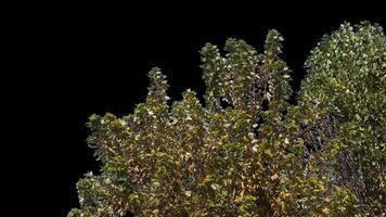 Autumn tree leaves with transparent background swaying with a light wind Autumn landscape. Isolated tree. video