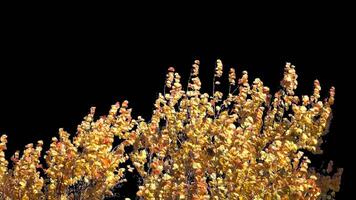 Autumn tree leaves with transparent background swaying with a light wind Autumn landscape. Isolated tree. video