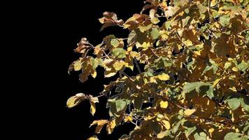Autumn tree leaves with transparent background swaying with a light wind Autumn landscape. Isolated tree. video