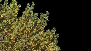 Autumn tree leaves with transparent background swaying with a light wind Autumn landscape. Isolated tree. video