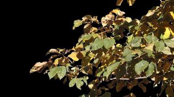 Autumn tree leaves with transparent background swaying with a light wind Autumn landscape. Isolated tree. video