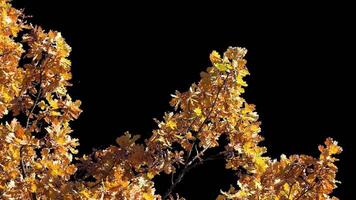 Autumn tree leaves with transparent background swaying with a light wind Autumn landscape. Isolated tree. video