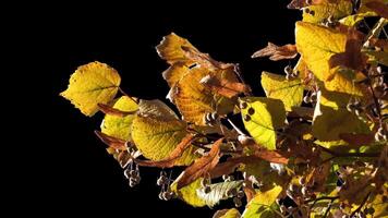 Autumn tree leaves with transparent background swaying with a light wind Autumn landscape. Isolated tree. video