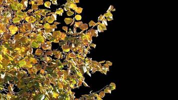 Autumn tree leaves with transparent background swaying with a light wind Autumn landscape. Isolated tree. video