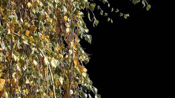 Autumn tree leaves with transparent background swaying with a light wind Autumn landscape. Isolated tree. video