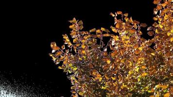 Autumn tree leaves with transparent background swaying with a light wind Autumn landscape. Isolated tree. video