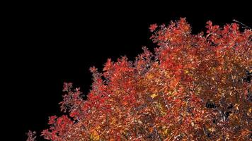 Autumn tree leaves with transparent background swaying with a light wind Autumn landscape. Isolated tree. video
