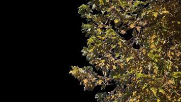 Autumn tree leaves with transparent background swaying with a light wind Autumn landscape. Isolated tree. video