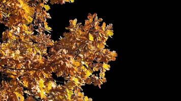 Autumn tree leaves with transparent background swaying with a light wind Autumn landscape. Isolated tree. video