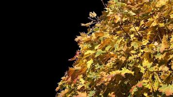 Autumn tree leaves with transparent background swaying with a light wind Autumn landscape. Isolated tree. video