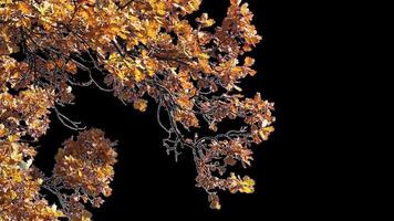 Autumn tree leaves with transparent background swaying with a light wind Autumn landscape. Isolated tree. video