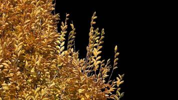 Autumn tree leaves with transparent background swaying with a light wind Autumn landscape. Isolated tree. video