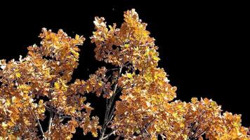 Autumn tree leaves with transparent background swaying with a light wind Autumn landscape. Isolated tree. video