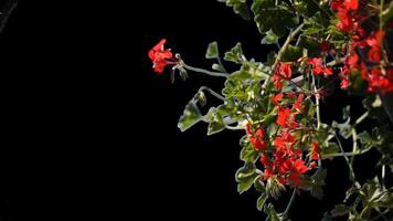 The flowers are bright fiery red blooming on the green branches on a transparent background. Insulation. Alpha channel. video