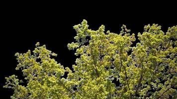 Autumn tree leaves with transparent background swaying with a light wind Autumn landscape. Isolated tree. video