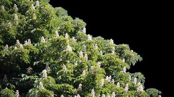 Blooming chestnut tree alpha channel with transparent background to overlay other images when set video