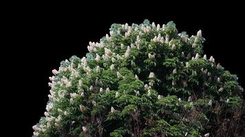 Blooming chestnut tree alpha channel with transparent background to overlay other images when set video