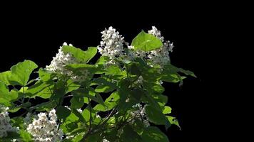 Branches and leaves with an alpha channel slowly sway in a light breeze on a spring day for architectural rendering with a transparent background. video