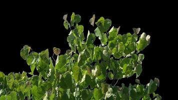 Branches and leaves with an alpha channel slowly sway in a light breeze on a spring day for architectural rendering with a transparent background. video