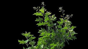 Branches and leaves with an alpha channel slowly sway in a light breeze on a spring day for architectural rendering with a transparent background. video