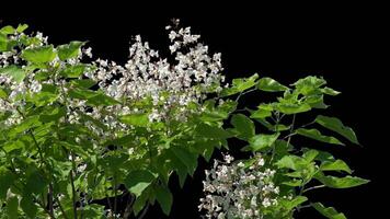 Branches and leaves with an alpha channel slowly sway in a light breeze on a spring day for architectural rendering with a transparent background. video