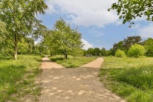 A path that is in a park with trees and grass photo
