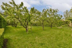 A grassy yard with trees and bushes photo