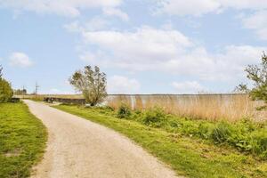 A path that is lined with grass and trees photo