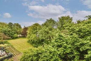 A view of a yard with a tree in the foreground photo