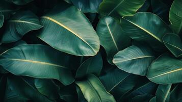 Lush green leaves with intricate patterns captured from above in a tropical setting photo