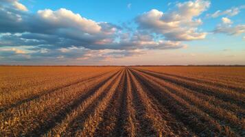 Expansive golden field at sunset with vibrant clouds and clear horizon in rural landscape photo