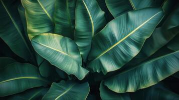 Lush green leaves with intricate patterns captured from above in a tropical setting photo