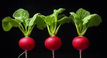 Freshly harvested radishes with vibrant green leaves on a dark background photo