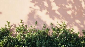 Soft shadows dance across a pink wall, highlighting lush greenery during golden hour photo