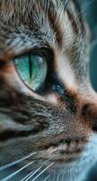 Close-up view of a cat's striking green eye revealing its intricate details and textures photo