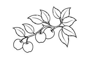 A branch with fruit and leaves coloring page vector