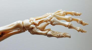 Detailed view of a human hand skeleton model demonstrating bone structure and anatomy photo