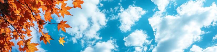 Colorful autumn leaves create a stunning canopy against a bright blue sky with fluffy clouds photo