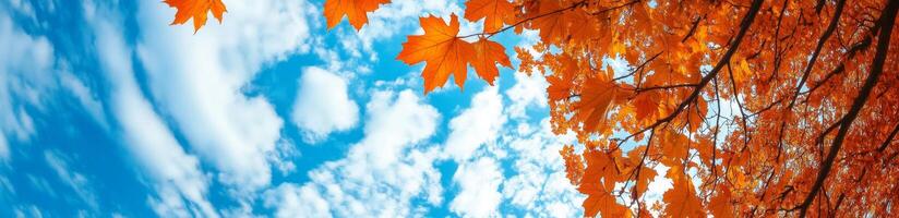 Colorful autumn leaves create a stunning canopy against a bright blue sky with fluffy clouds photo