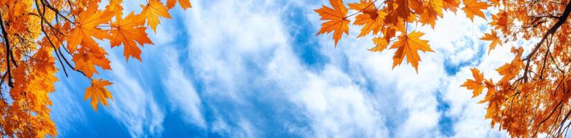 Colorful autumn leaves create a stunning canopy against a bright blue sky with fluffy clouds photo