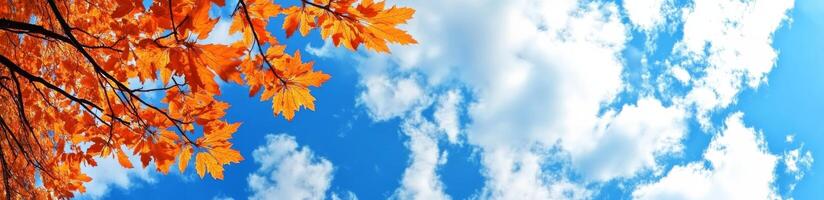 Colorful autumn leaves create a stunning canopy against a bright blue sky with fluffy clouds photo