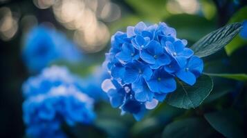 Delicate blue hydrangea blooms captured in soft focus during early morning light photo