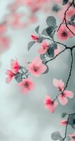 Delicate pink cherry blossoms blooming on branches in a serene garden during springtime photo