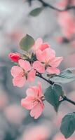 Delicate pink cherry blossoms blooming on branches in a serene garden during springtime photo