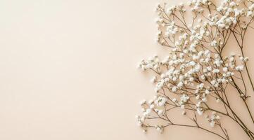 Delicate white flowers arranged on a soft pastel background in a serene indoor setting photo