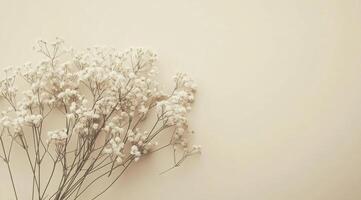Delicate white flowers arranged on a soft pastel background in a serene indoor setting photo